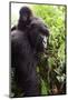 Mountain gorilla female carrying baby on her back, Virunga National Park-Eric Baccega-Mounted Photographic Print