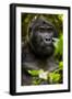 Mountain gorilla (Gorilla beringei beringei), Bwindi Impenetrable Forest, Uganda, Africa-Ashley Morgan-Framed Photographic Print