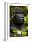 Mountain gorilla (Gorilla beringei beringei), Bwindi Impenetrable Forest, Uganda, Africa-Ashley Morgan-Framed Photographic Print