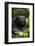 Mountain gorilla (Gorilla beringei beringei), Bwindi Impenetrable Forest, Uganda, Africa-Ashley Morgan-Framed Photographic Print