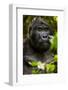 Mountain gorilla (Gorilla beringei beringei), Bwindi Impenetrable Forest, Uganda, Africa-Ashley Morgan-Framed Photographic Print