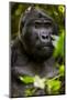 Mountain gorilla (Gorilla beringei beringei), Bwindi Impenetrable Forest, Uganda, Africa-Ashley Morgan-Mounted Photographic Print