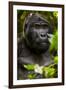 Mountain gorilla (Gorilla beringei beringei), Bwindi Impenetrable Forest, Uganda, Africa-Ashley Morgan-Framed Photographic Print