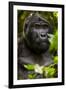 Mountain gorilla (Gorilla beringei beringei), Bwindi Impenetrable Forest, Uganda, Africa-Ashley Morgan-Framed Photographic Print