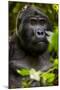 Mountain gorilla (Gorilla beringei beringei), Bwindi Impenetrable Forest, Uganda, Africa-Ashley Morgan-Mounted Photographic Print