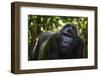 Mountain gorilla (Gorilla beringei beringei), Bwindi Impenetrable Forest, Uganda, Africa-Ashley Morgan-Framed Photographic Print