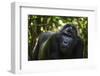 Mountain gorilla (Gorilla beringei beringei), Bwindi Impenetrable Forest, Uganda, Africa-Ashley Morgan-Framed Photographic Print