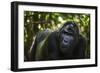 Mountain gorilla (Gorilla beringei beringei), Bwindi Impenetrable Forest, Uganda, Africa-Ashley Morgan-Framed Photographic Print