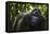 Mountain gorilla (Gorilla beringei beringei), Bwindi Impenetrable Forest, Uganda, Africa-Ashley Morgan-Framed Stretched Canvas