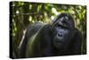 Mountain gorilla (Gorilla beringei beringei), Bwindi Impenetrable Forest, Uganda, Africa-Ashley Morgan-Stretched Canvas