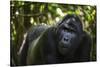 Mountain gorilla (Gorilla beringei beringei), Bwindi Impenetrable Forest, Uganda, Africa-Ashley Morgan-Stretched Canvas