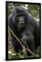 Mountain gorilla, (Gorilla beringei beringei), Bwindi Impenetrable National Park, Uganda, Africa-null-Framed Photographic Print
