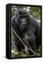Mountain gorilla, (Gorilla beringei beringei), Bwindi Impenetrable National Park, Uganda, Africa-null-Framed Stretched Canvas