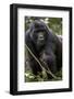 Mountain gorilla, (Gorilla beringei beringei), Bwindi Impenetrable National Park, Uganda, Africa-null-Framed Photographic Print