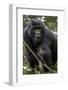 Mountain gorilla, (Gorilla beringei beringei), Bwindi Impenetrable National Park, Uganda, Africa-null-Framed Photographic Print