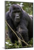 Mountain gorilla, (Gorilla beringei beringei), Bwindi Impenetrable National Park, Uganda, Africa-null-Mounted Photographic Print