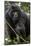 Mountain gorilla, (Gorilla beringei beringei), Bwindi Impenetrable National Park, Uganda, Africa-null-Mounted Photographic Print