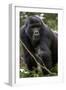 Mountain gorilla, (Gorilla beringei beringei), Bwindi Impenetrable National Park, Uganda, Africa-null-Framed Premium Photographic Print