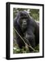 Mountain gorilla, (Gorilla beringei beringei), Bwindi Impenetrable National Park, Uganda, Africa-null-Framed Photographic Print