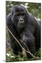 Mountain gorilla, (Gorilla beringei beringei), Bwindi Impenetrable National Park, Uganda, Africa-null-Mounted Photographic Print