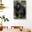 Mountain gorilla, (Gorilla beringei beringei), Bwindi Impenetrable National Park, Uganda, Africa-null-Stretched Canvas displayed on a wall