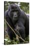 Mountain gorilla, (Gorilla beringei beringei), Bwindi Impenetrable National Park, Uganda, Africa-null-Stretched Canvas