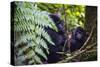 Mountain Gorilla (Gorilla Beringei Beringei) in the Bwindi Impenetrable National Park-Michael-Stretched Canvas