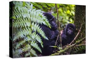 Mountain Gorilla (Gorilla Beringei Beringei) in the Bwindi Impenetrable National Park-Michael-Stretched Canvas