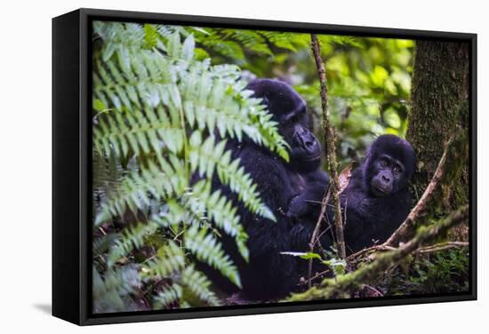 Mountain Gorilla (Gorilla Beringei Beringei) in the Bwindi Impenetrable National Park-Michael-Framed Stretched Canvas