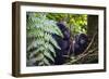 Mountain Gorilla (Gorilla Beringei Beringei) in the Bwindi Impenetrable National Park-Michael-Framed Photographic Print