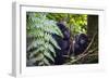 Mountain Gorilla (Gorilla Beringei Beringei) in the Bwindi Impenetrable National Park-Michael-Framed Photographic Print