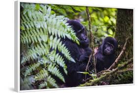 Mountain Gorilla (Gorilla Beringei Beringei) in the Bwindi Impenetrable National Park-Michael-Framed Photographic Print