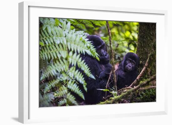 Mountain Gorilla (Gorilla Beringei Beringei) in the Bwindi Impenetrable National Park-Michael-Framed Photographic Print