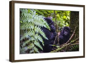 Mountain Gorilla (Gorilla Beringei Beringei) in the Bwindi Impenetrable National Park-Michael-Framed Photographic Print