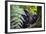 Mountain Gorilla (Gorilla Beringei Beringei) in the Bwindi Impenetrable National Park-Michael-Framed Photographic Print