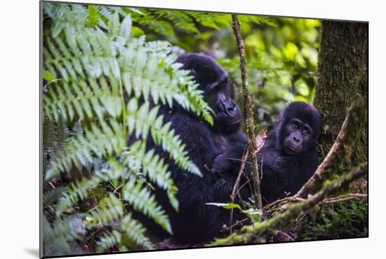 Mountain Gorilla (Gorilla Beringei Beringei) in the Bwindi Impenetrable National Park-Michael-Mounted Photographic Print