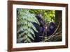 Mountain Gorilla (Gorilla Beringei Beringei) in the Bwindi Impenetrable National Park-Michael-Framed Photographic Print