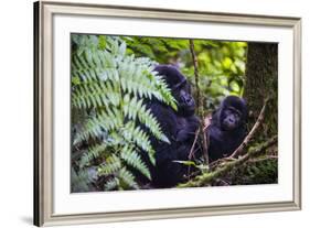 Mountain Gorilla (Gorilla Beringei Beringei) in the Bwindi Impenetrable National Park-Michael-Framed Photographic Print