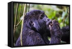 Mountain Gorilla (Gorilla Beringei Beringei) in the Bwindi Impenetrable National Park-Michael-Framed Stretched Canvas