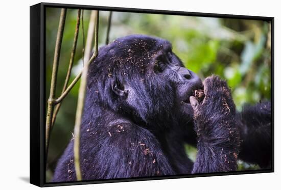 Mountain Gorilla (Gorilla Beringei Beringei) in the Bwindi Impenetrable National Park-Michael-Framed Stretched Canvas