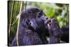 Mountain Gorilla (Gorilla Beringei Beringei) in the Bwindi Impenetrable National Park-Michael-Stretched Canvas