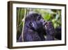 Mountain Gorilla (Gorilla Beringei Beringei) in the Bwindi Impenetrable National Park-Michael-Framed Photographic Print