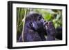 Mountain Gorilla (Gorilla Beringei Beringei) in the Bwindi Impenetrable National Park-Michael-Framed Photographic Print