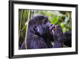 Mountain Gorilla (Gorilla Beringei Beringei) in the Bwindi Impenetrable National Park-Michael-Framed Photographic Print