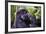 Mountain Gorilla (Gorilla Beringei Beringei) in the Bwindi Impenetrable National Park-Michael-Framed Photographic Print