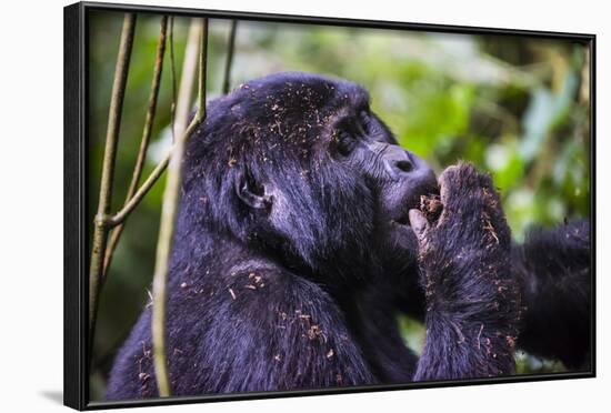 Mountain Gorilla (Gorilla Beringei Beringei) in the Bwindi Impenetrable National Park-Michael-Framed Photographic Print