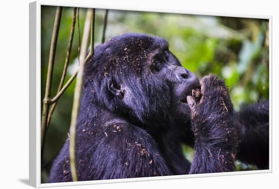 Mountain Gorilla (Gorilla Beringei Beringei) in the Bwindi Impenetrable National Park-Michael-Framed Photographic Print