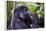 Mountain Gorilla (Gorilla Beringei Beringei) in the Bwindi Impenetrable National Park-Michael-Framed Photographic Print