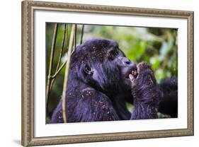 Mountain Gorilla (Gorilla Beringei Beringei) in the Bwindi Impenetrable National Park-Michael-Framed Photographic Print