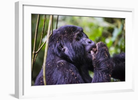 Mountain Gorilla (Gorilla Beringei Beringei) in the Bwindi Impenetrable National Park-Michael-Framed Photographic Print